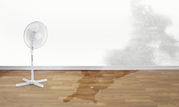 Best Local water damage restoration  in Cherokee, IA